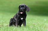CANE CORSO 1202
